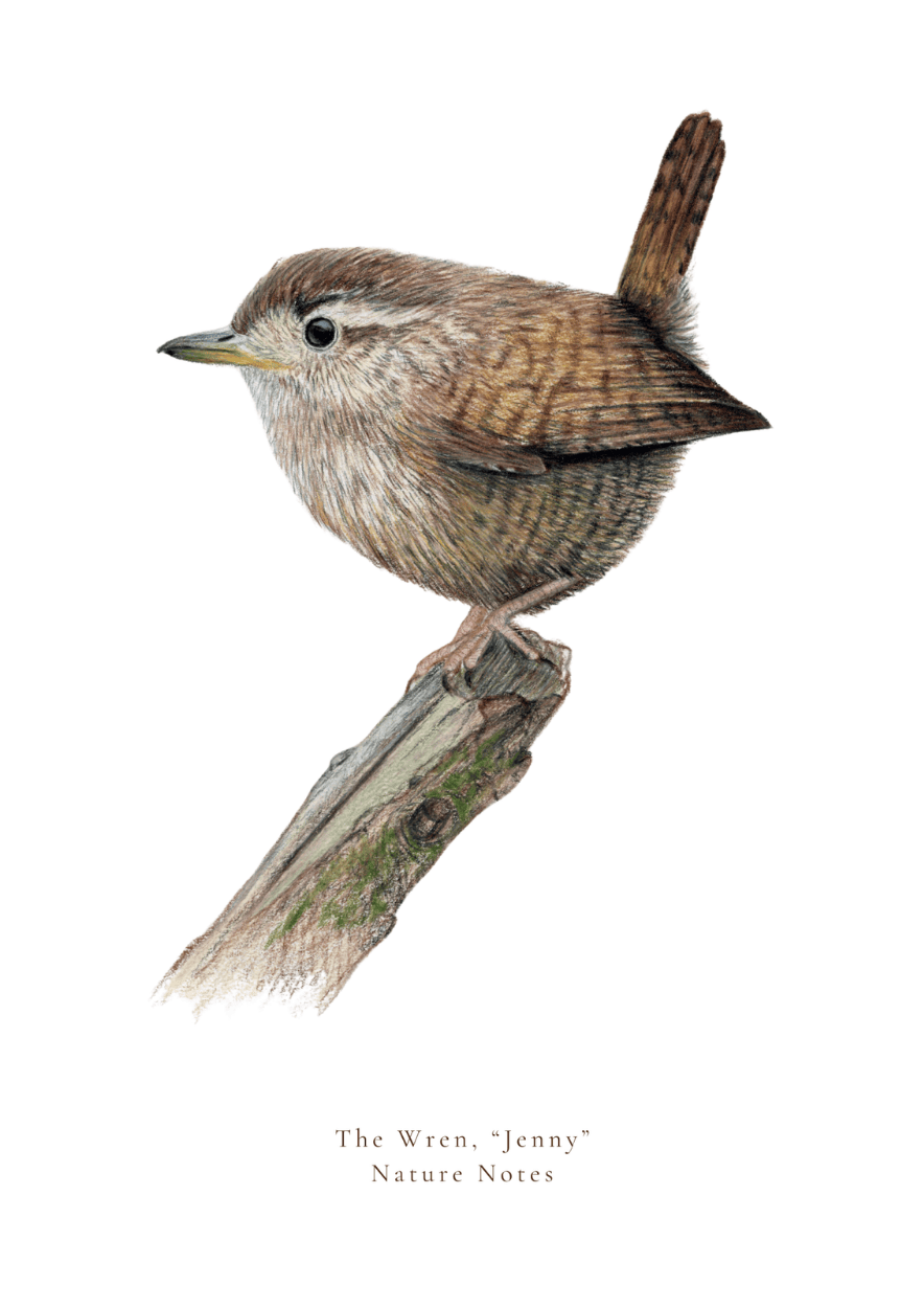 Example monthly print artwork — wren